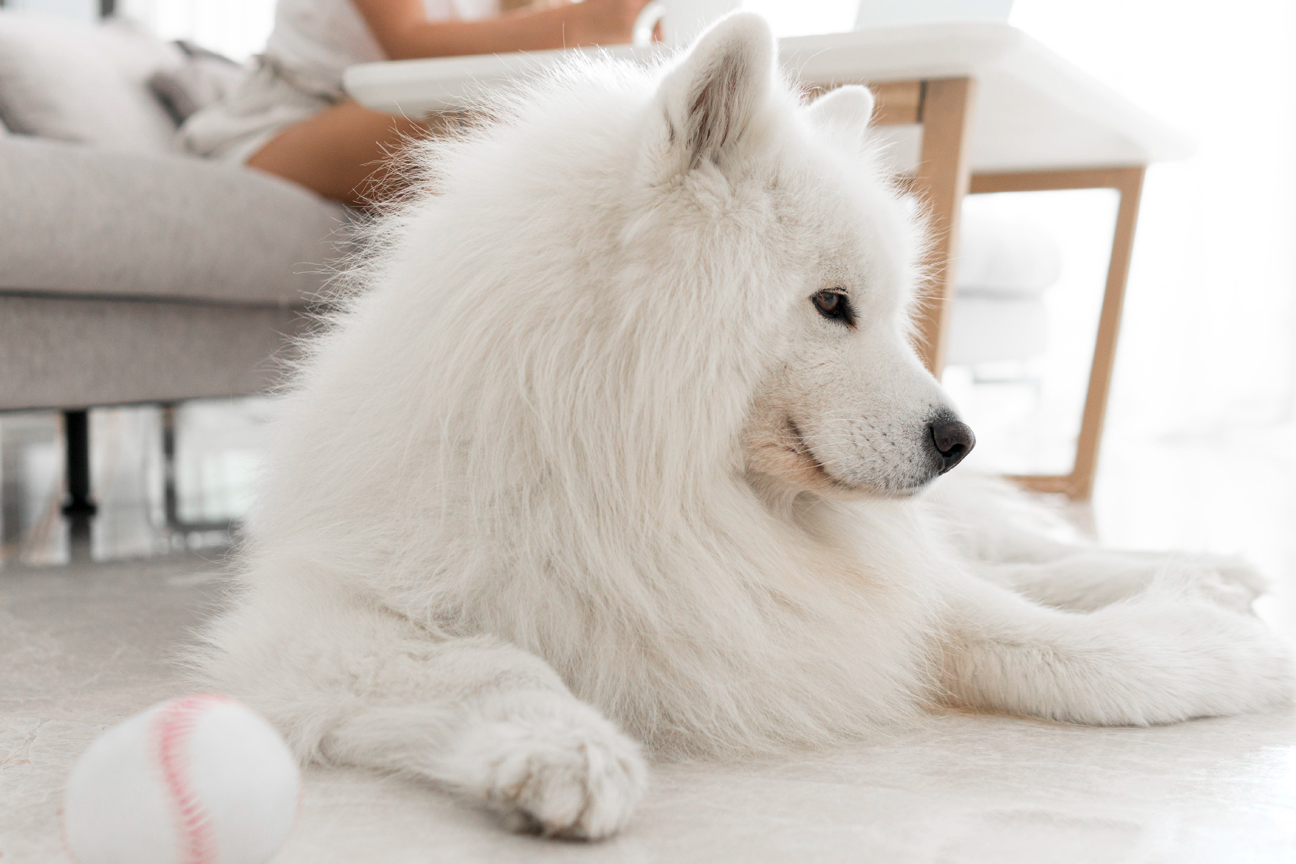 Understanding Your Dog’s Coat