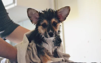 Essential Dog Grooming Tips
