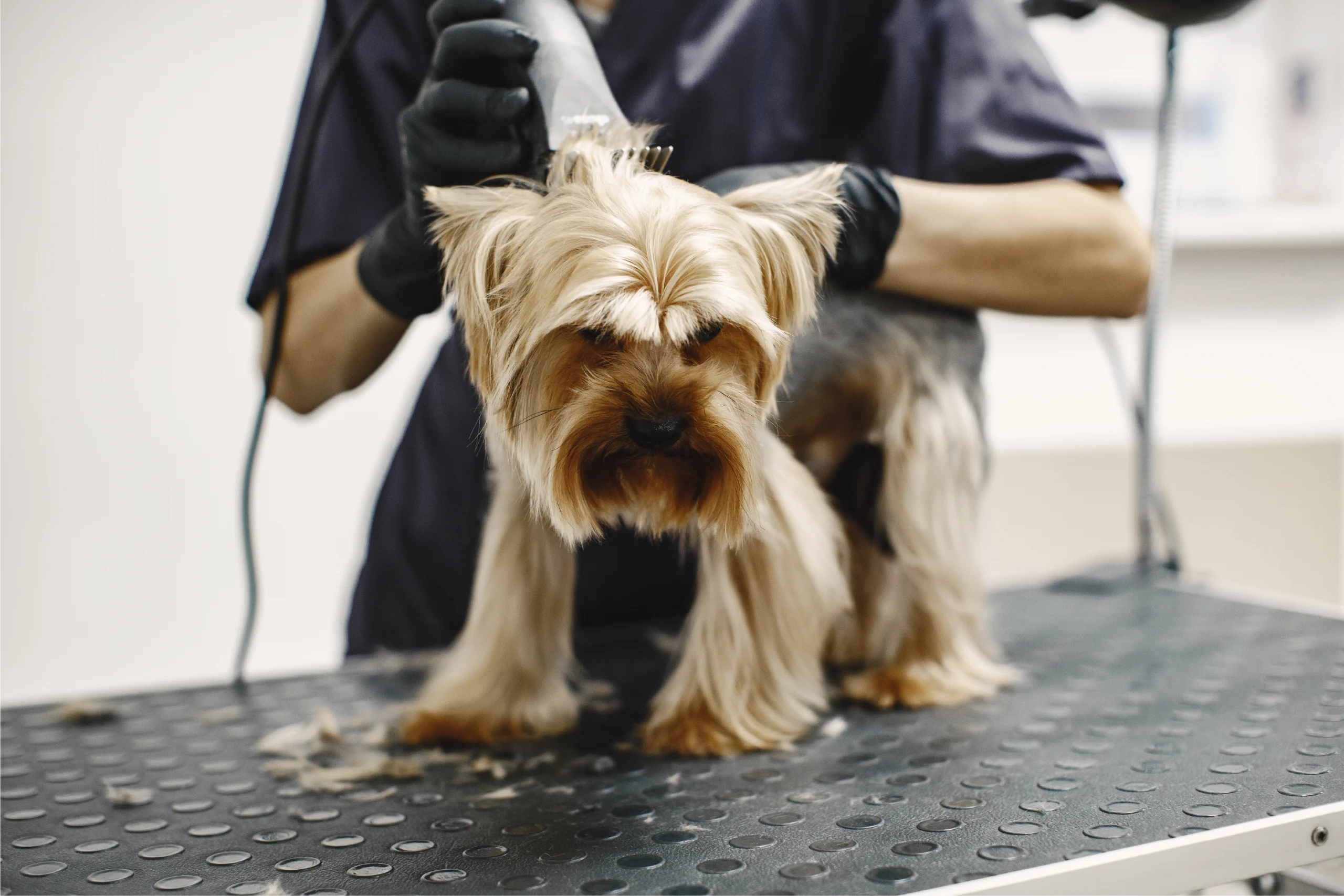 How to Choose the Right Dog Grooming Service for Your Pet - Groomingdales