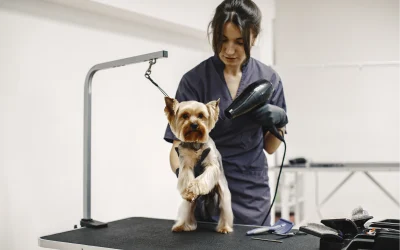 How Often Should You Groom Your Dog?