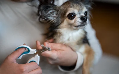 Nail Trimming for Dogs