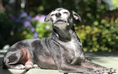 Grooming for Senior Dogs
