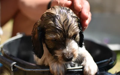 Puppy’s First Grooming Appointment