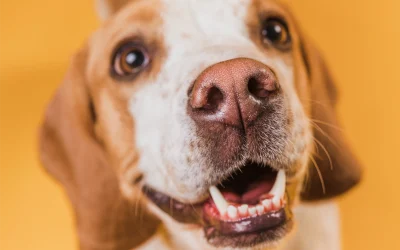 The Benefits of Regular Brushing for Dogs