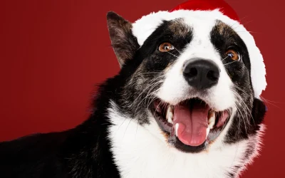 How to Keep Your Pup Looking Great Through Every Season