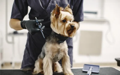 Why Professional Dog Grooming Is About More Than Just a Haircut